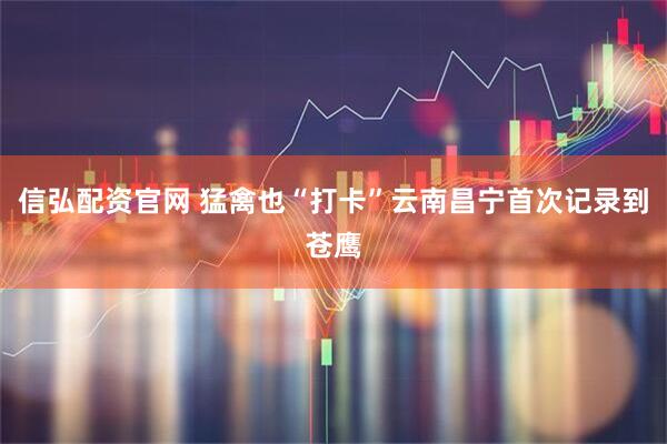 信弘配资官网 猛禽也“打卡”云南昌宁首次记录到苍鹰